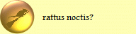 rattus noctis?